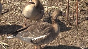 Подсадные гуси.  Содержание в неволе