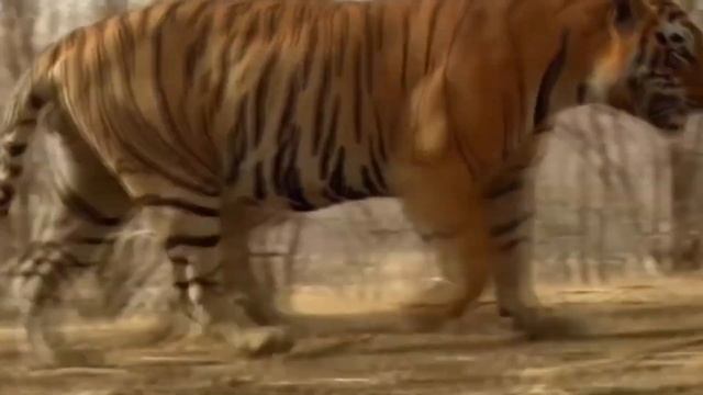 Животные Африки смотреть онлайн