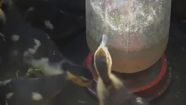 Знакомьтесь наши индоутки смотреть онлайн