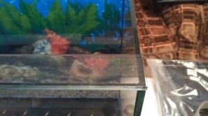 Плавающее дно для чайников?Как сделать аквариум прочным?