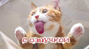 Приколы с животными до слез! Свежие приколы 2024! С ОЗВУЧКОЙ Приколы с котами и кошечками.