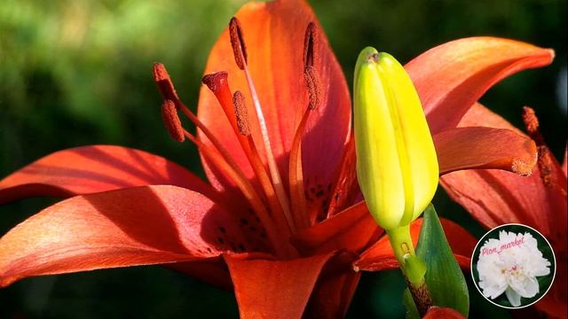 Выращивание лилий | выбор почвы смотреть онлайн