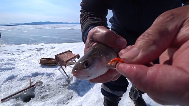 Первые хариусы 2023 Баргузинский залив смотреть онлайн