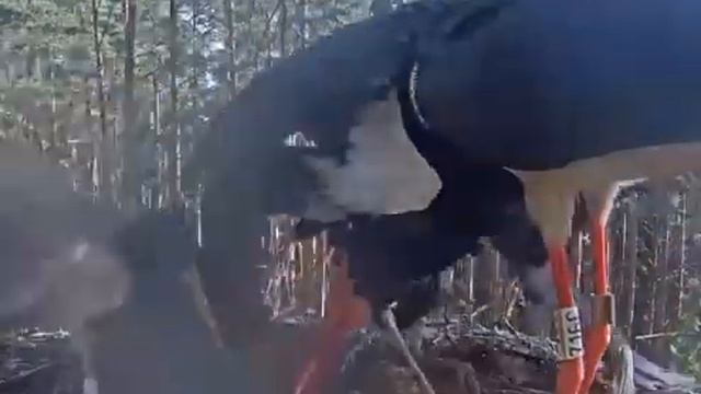 Черный аист . Аист кормит подросших аистят. Feeding of grown-up storks. смотреть онлайн