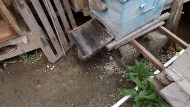 Короновирус пчёл или потрава смотреть онлайн