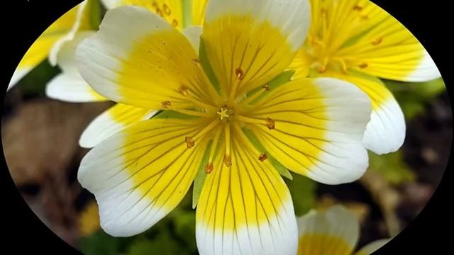 Limnanthes douglasii - Fleur des marais - Plante-aux-oeufs-pochés смотреть онлайн