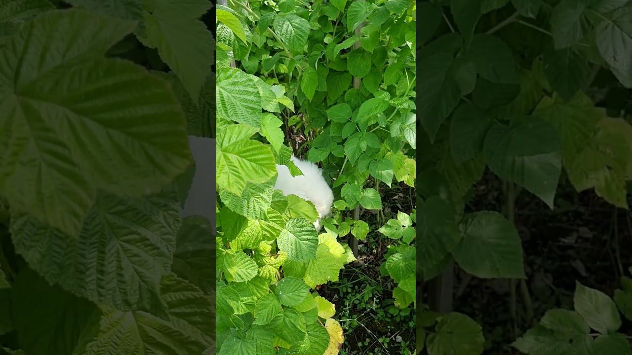 #самоед ест малину, #собака  #жизнь #малина #питомцы #собаки #самоедскаясобака