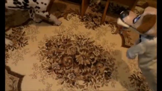 Далматинец Бимка и Шарик. смотреть онлайн