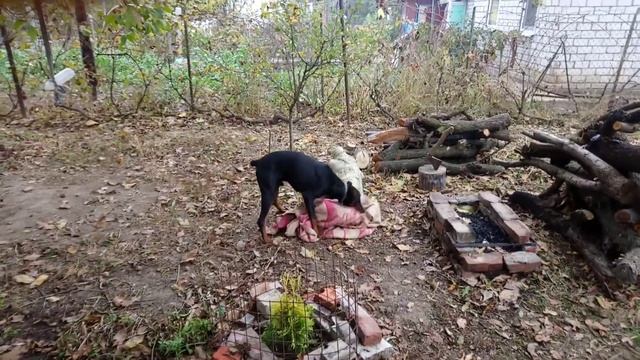 Зачем доберман стягивает белье? Он просто его... смотреть онлайн