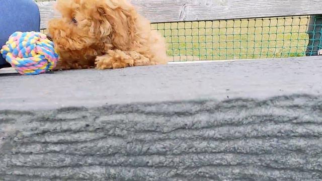 Toy Poodle Puppy | Dog Off-Leash Area at Mother Farm | 3-Months-Old Puppy | Life with ZEN the Dog смотреть онлайн