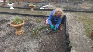 Как сажать самшит в ряд