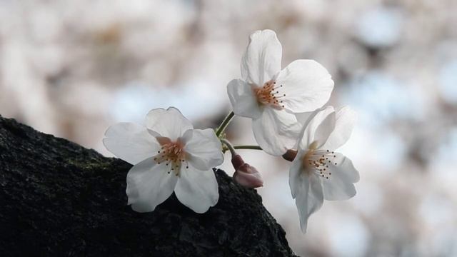 Сказочная мелодия для спокойствия и обретения гармонии смотреть онлайн