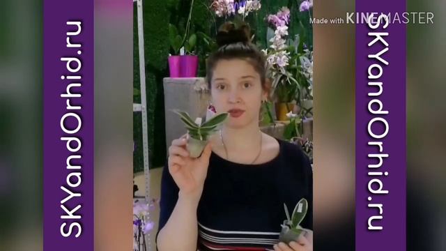 Вариегатная Бабочка (variegata & peloric) смотреть онлайн