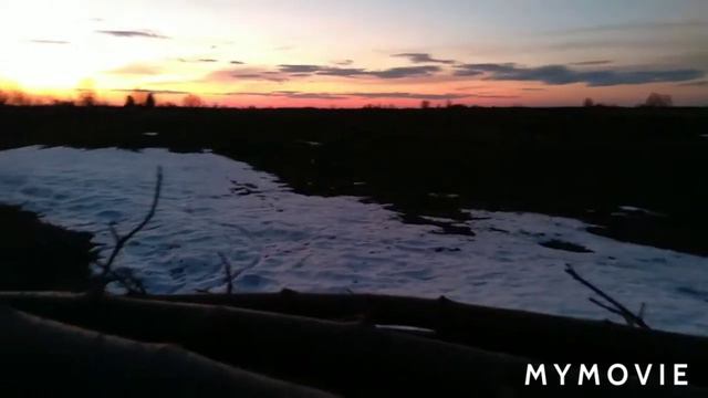 Спортивні голуби. Результати розіграшу Нікалаєвського самця. смотреть онлайн