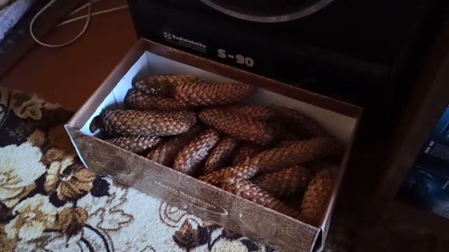Создаю дома атмосферу соснового леса! смотреть онлайн