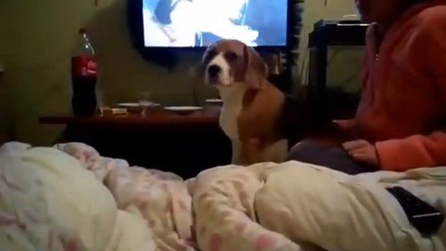 Мой Бигль смотреть онлайн