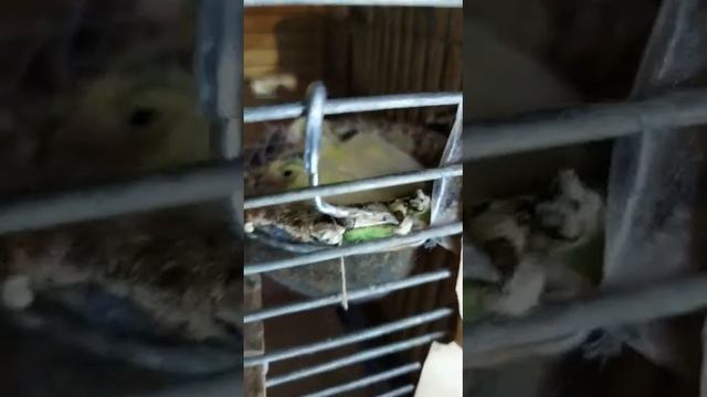 птенцы канарейки смотреть онлайн