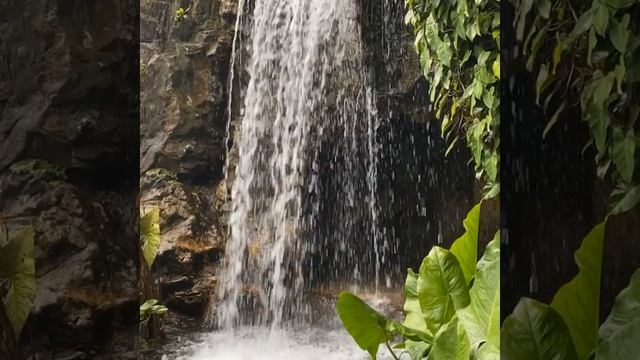 UNESCO HERITAGE - Singapore Botanic Gardens смотреть онлайн