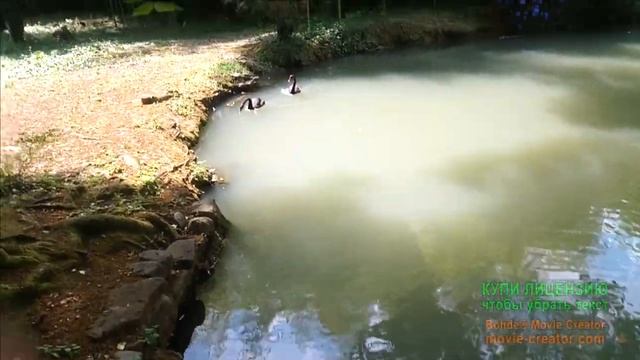 17.06.19Сочинский Дендрарий.Черные лебеди с птенцами!Огромная крыса, черепахи в пруду смотреть онлайн