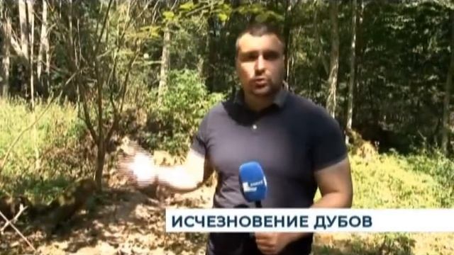 В Калининградской области незаконно рубят лес смотреть онлайн