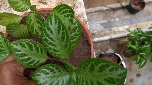 HOW CARE EPISCIA or FLAME VOLET.TIPS And Propogation. смотреть онлайн
