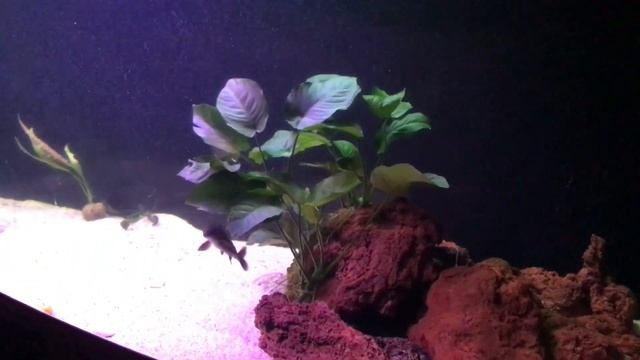 Кринецихлы!! Новая рыба а аквариуме на 1000 литров!! смотреть онлайн