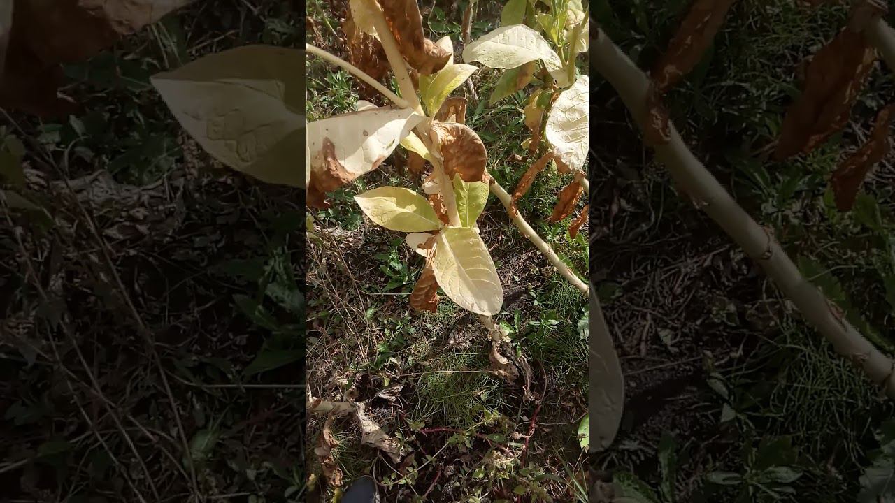 грядка бэрли 38 смотреть онлайн