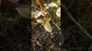 грядка бэрли 38