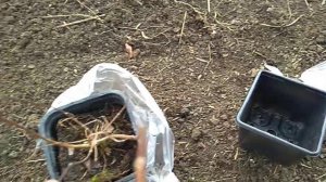 Гортензии с Валдберис.