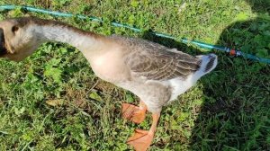 гусята большая львиная голова, гусята тулузские