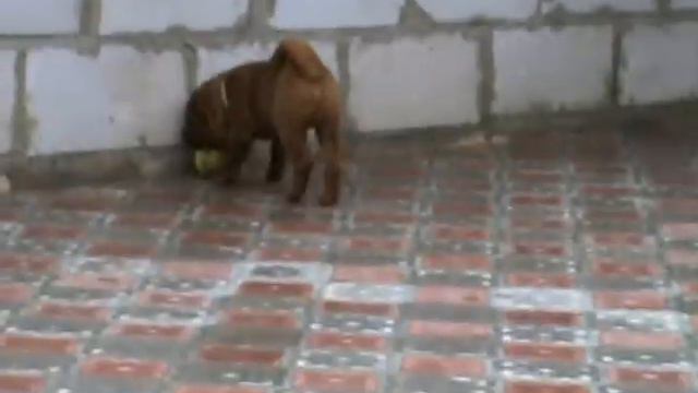 Sharpei also play football смотреть онлайн