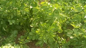 Фундук и его скрытые вредители