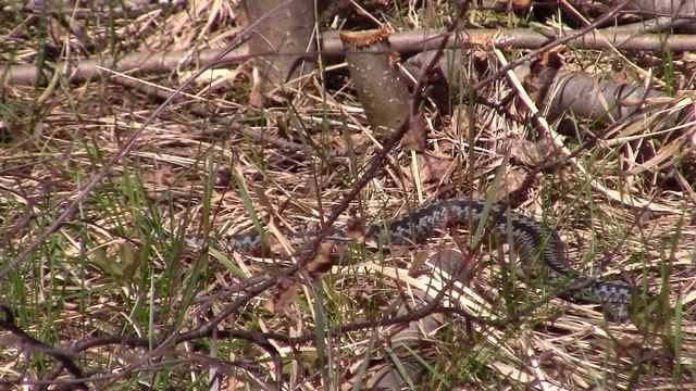 Beautiful viper snake in Finland (Vipera berus) смотреть онлайн