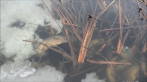 Зимний замор карпа и щуки в пруду