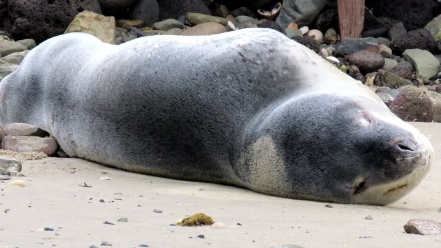 Leopard Seal . смотреть онлайн