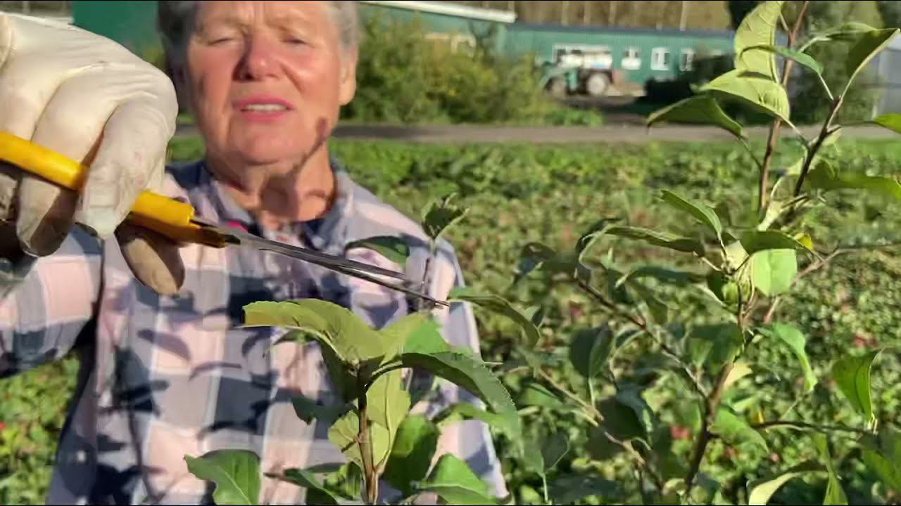Как правильно посадить саженцы плодовых деревьев. Посадка саженцев яблони. Открытая корневая система смотреть онлайн