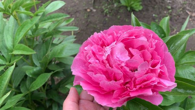 Peony  'Virginia Emerson' (Hollingsworth / Steininger 2016) , YouTube Channel  : ПІОНИ-ВСЕ ПРО НИХ