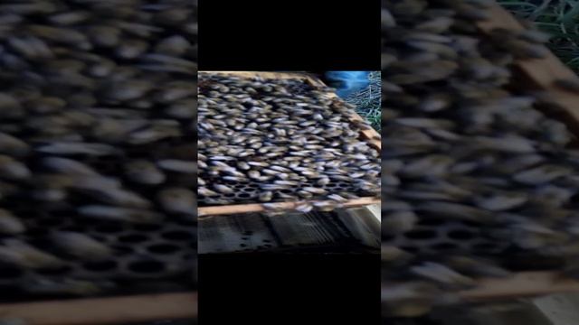 Переселения роя из ловушки в Улей (2) смотреть онлайн