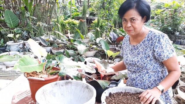 Repotting RED CARDINAL & RED MOON PHILODENDRON.