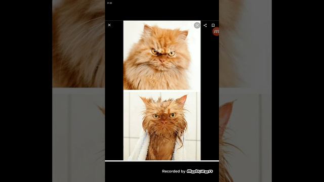 У ВАШЕГО КОТИКА ДЕНЬ РОЖДЕНИЯ?ВОТ ЧТО НАДО ДЕЛАТЬ (: смотреть онлайн