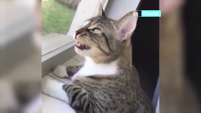 Топовая подборка приколов с собаками и кошками. Смешные коты и собаки. Пес - смешной барбос смотреть онлайн