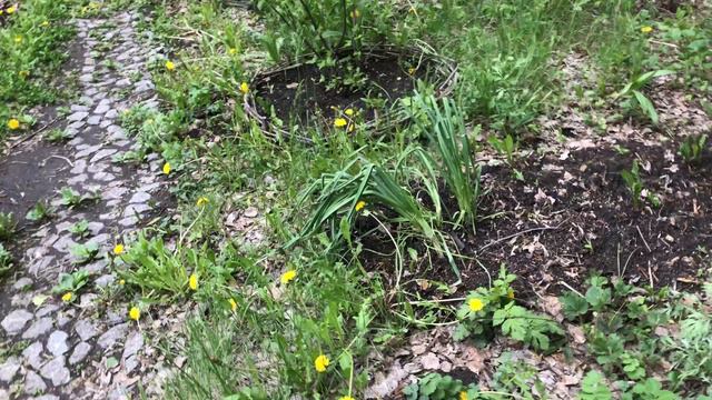 Привезли новые цветы от моей Тётушки смотреть онлайн