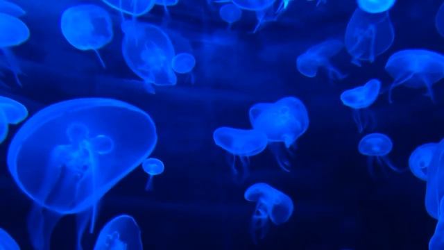 Нежная музыка Аурелия Аурита, успокаивает нервную систему и радует душу смотреть онлайн