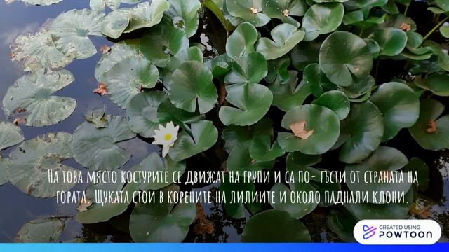 Виртуална разходка: Царството на лилиите смотреть онлайн