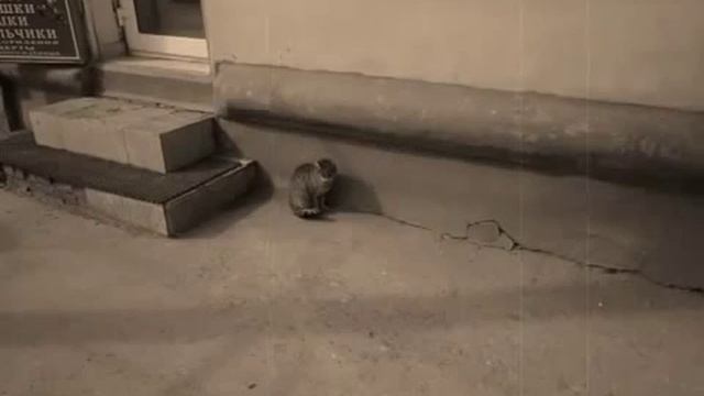 Социальный ролик о животных на нас не обращают внимания смотреть онлайн