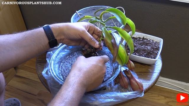 Repotting A Tropical Pitcher Plant - See How I Repot A Nepenthes Ventrata Into A Hanging Pot!