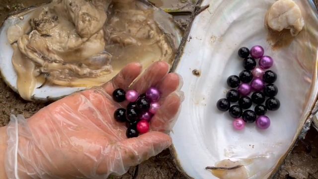 Accidental fortune! Charming pink pearls! Picking up pearl oysters in a small river ditch смотреть онлайн