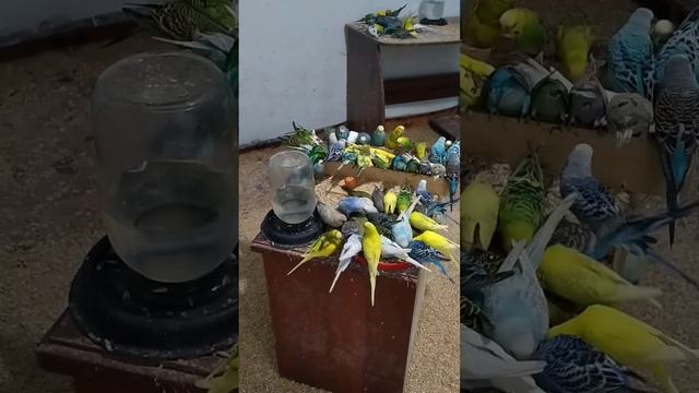 Волнистые попугаи в Дагестане! ПРОДАЖА И РАЗВЕДЕНИЕ смотреть онлайн