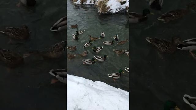 Кормление диких уток зимой смотреть онлайн