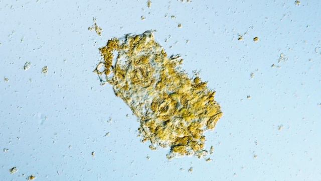 Tea Under The Microscope - Discover Pekoe Hairs смотреть онлайн